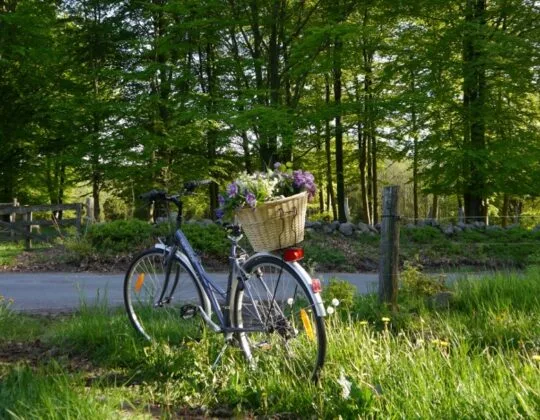 Cykel parkerad i gräs. I cykelkorgen blomster och växter. I bakgrunden en grusväg.
