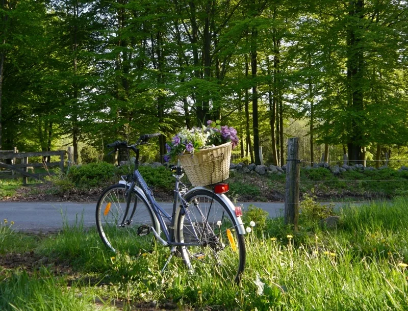 Kulturstråket Veronique-Larsen-2 Cykel parkerad i gräs. I cykelkorgen blomster och växter. I bakgrunden en grusväg.